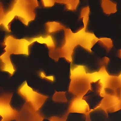 Tortoiseshell